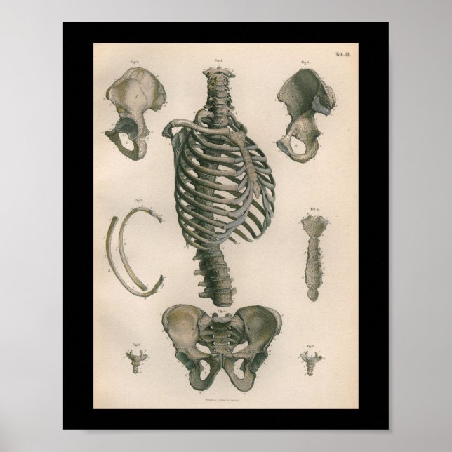 Vintage Human Anatomy Print Skeleton Bones (Front)