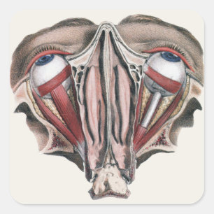 Vintage Human Anatomy Science, Eyeballs Eyes Square Sticker