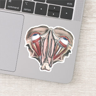 Vintage Human Anatomy Science, Eyeballs Eyes Sticker