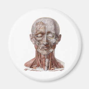 Vintage Human Anatomy Science, Head Throat Nose Magnet