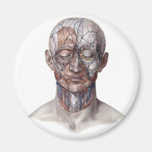 Vintage Human Anatomy Science, Head Throat Nose Magnet