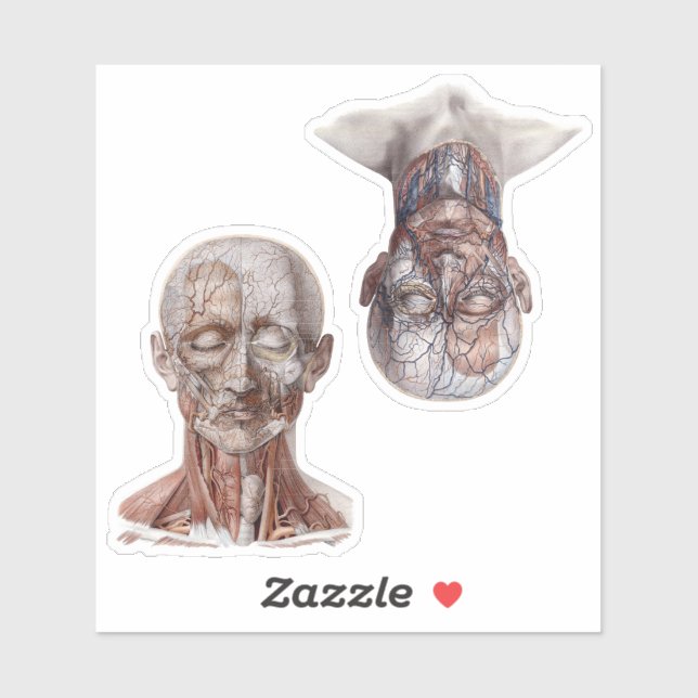 Vintage Human Anatomy Science Heads Sticker (Sheet)