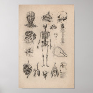 Vintage Human Anatomy Skeleton Print