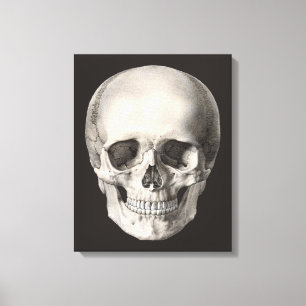 Vintage Human Anatomy Skull, Halloween Skeleton Canvas Print