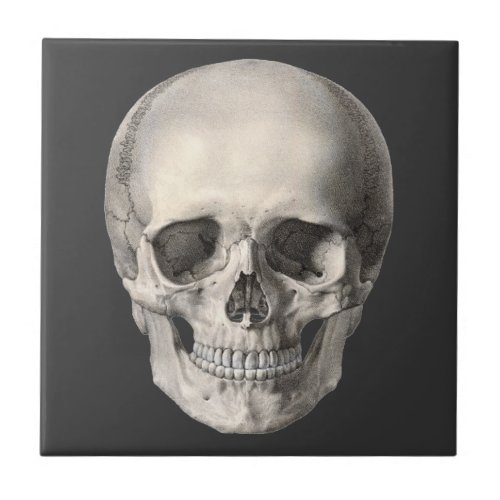 Vintage Human Anatomy Skull Halloween Skeleton Ceramic Tile