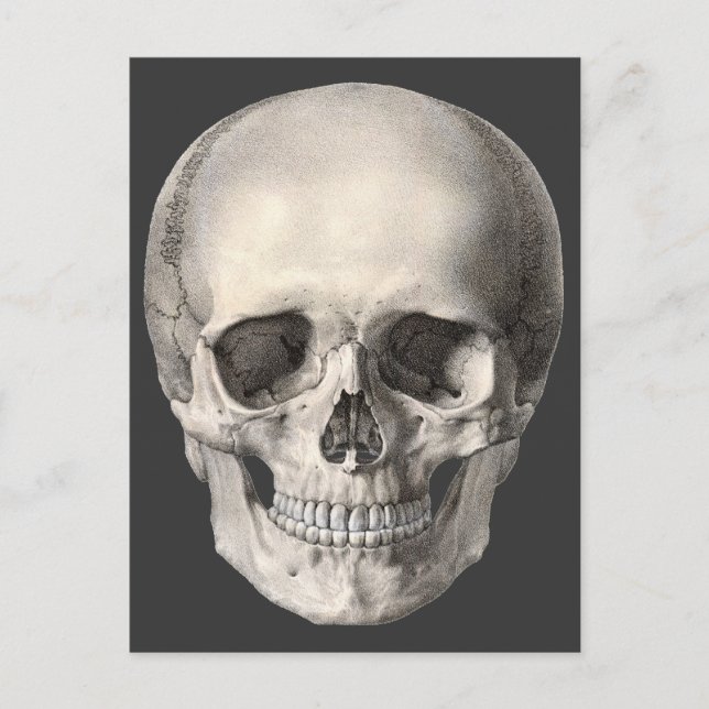 Vintage Human Anatomy Skull, Halloween Skeleton Postcard (Front)