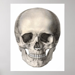 Vintage Human Anatomy Skull, Halloween Skeleton Poster