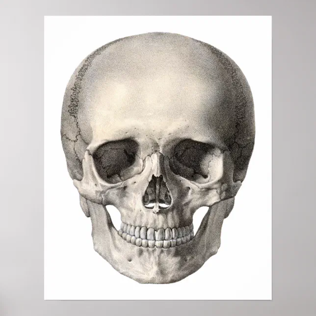 Vintage Human Anatomy Skull, Halloween Skeleton Poster | Zazzle
