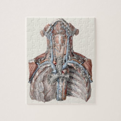 Vintage Human Anatomy Throat Neck Chest Ribs Jigsaw Puzzle