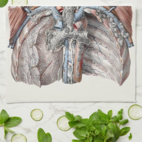 Vintage Human Anatomy Throat Neck Chest Ribs Kitchen Towel