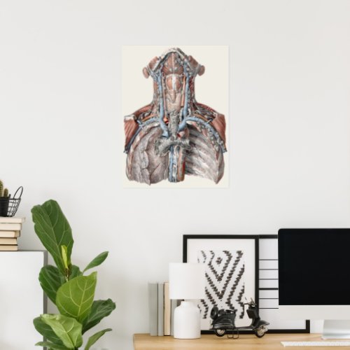 Vintage Human Anatomy Throat Neck Chest Ribs Poster