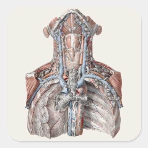 Vintage Human Anatomy Throat Neck Chest Ribs Square Sticker