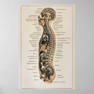 Vintage Human Body Anatomy Chart