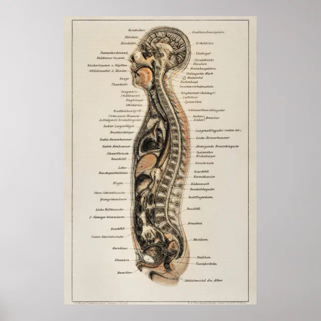Vintage Human Body Anatomy Chart | Zazzle