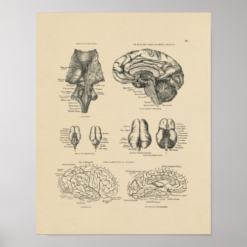 Vintage Human Brain Anatomy 1880 Print