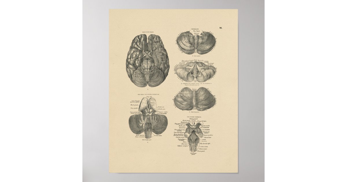 Vintage Human Brain Anatomy Design Sweatshirt – Science & Medical Gift For Students, Nurses, Doctors
