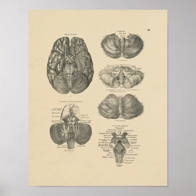 Vintage Human Brain Anatomy 1880 Print | Zazzle