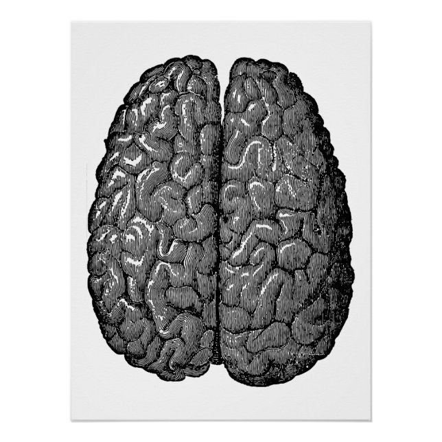 Vintage Human Brain Illustration Poster (Front)