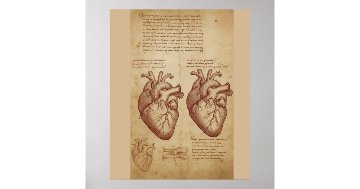 Vintage Human Heart Anatomy Scientific Study Poste Poster | Zazzle
