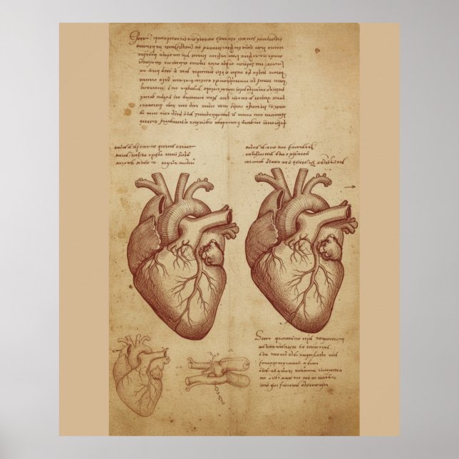 Vintage Human Heart Anatomy Scientific Study Poste Poster (Front)