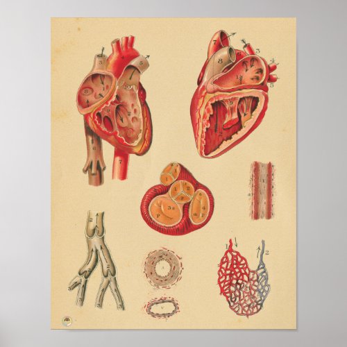 Vintage Human Heart Arteries Anatomy Medical Chart