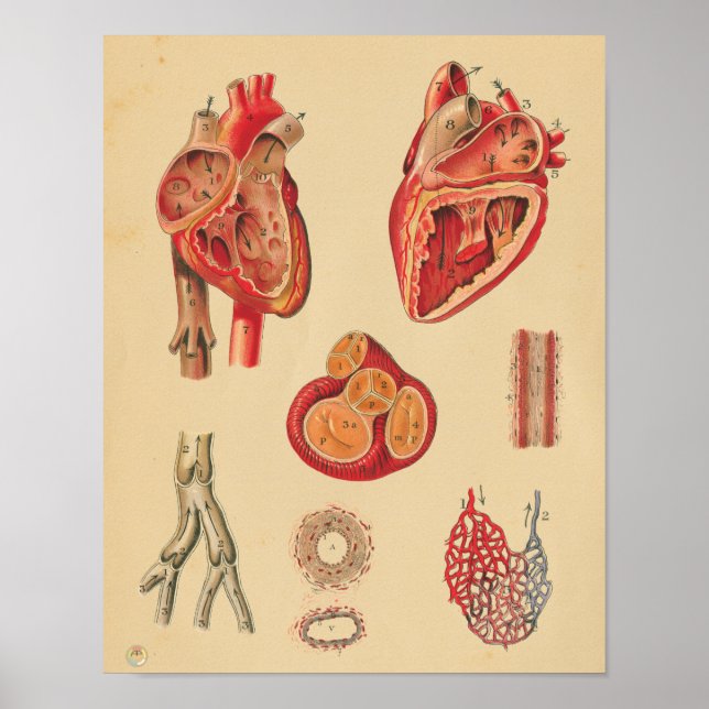 Vintage Human Heart Arteries Anatomy Medical Chart (Front)