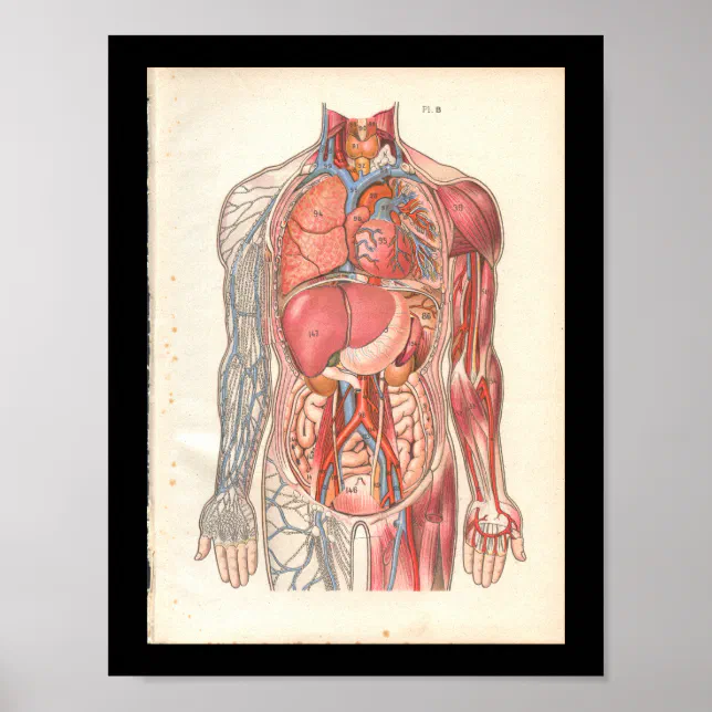 Vintage Human Internal Anatomy Print | Zazzle
