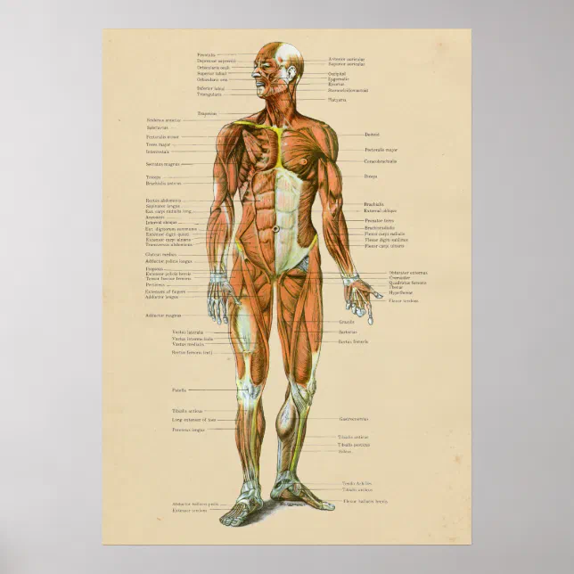 muscular anatomy poster