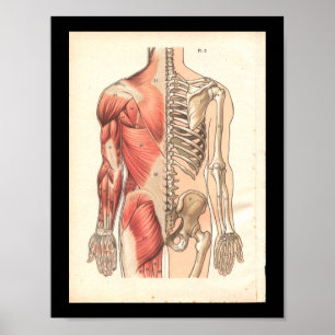 Vintage Human Muscle and Skeletal Anatomy Print