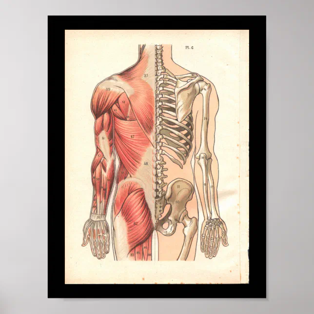 Vintage Human Muscle and Skeletal Anatomy Print | Zazzle