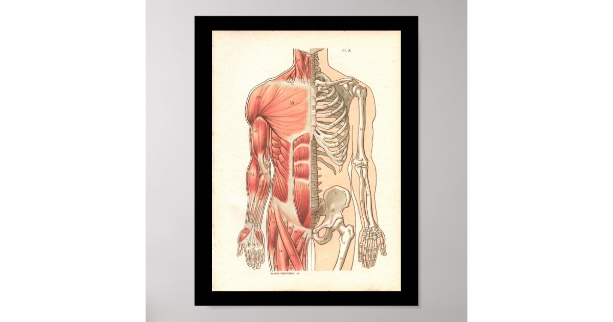 Vintage Human Muscle and Skeletal Anatomy Print | Zazzle