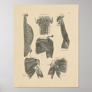 Vintage Human Muscles Anatomy 1880 Print