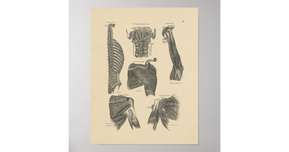 Vintage Human Muscles Anatomy 1880 Print | Zazzle