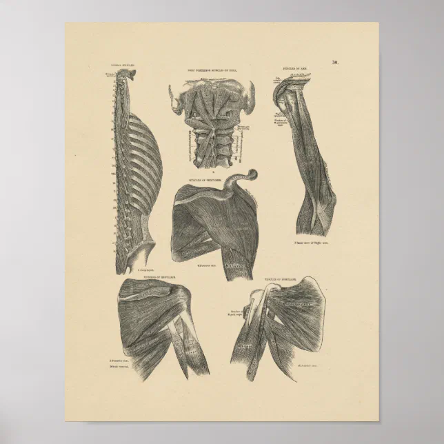 Vintage Human Muscles Anatomy 1880 Print | Zazzle
