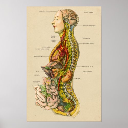 Vintage Human Nervous System Anatomy Chart