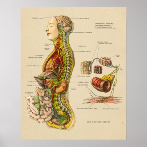 Vintage Human Nervous System Anatomy Chart