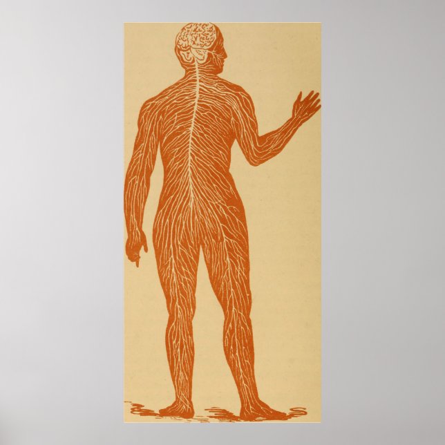 Vintage Human Nervous System Illustration (1887) Poster (Front)