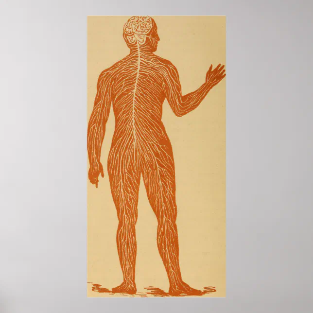 Vintage Human Nervous System Illustration (1887) Poster | Zazzle
