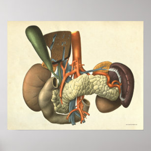 Vintage Human Organ System Anatomy Print