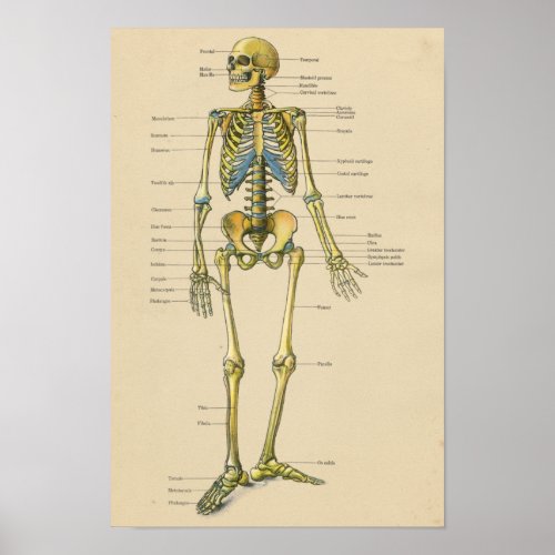 Vintage Human Skeleton Anatomy Chart