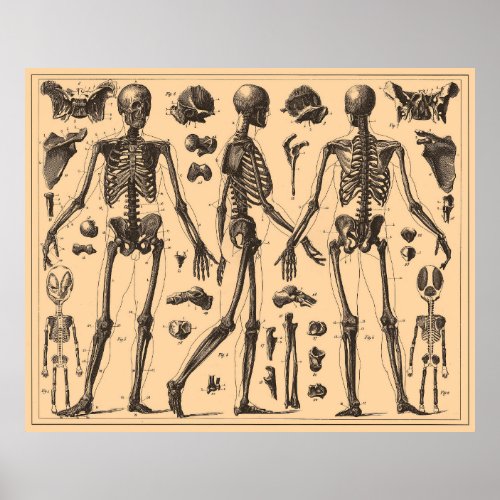 Vintage Human Skeleton Anatomy Diagram 1907 Poster