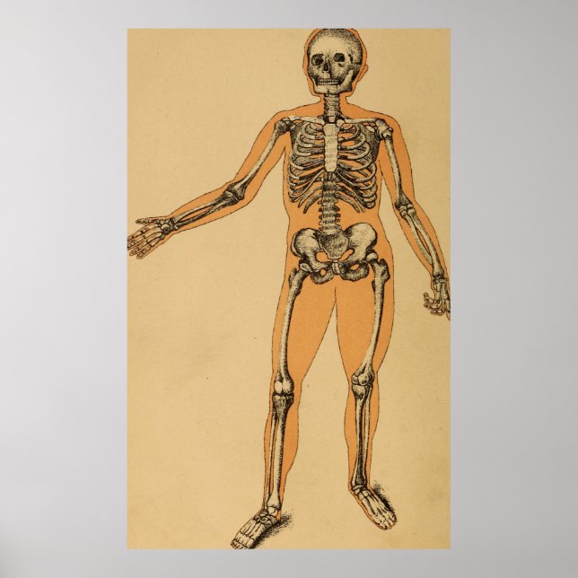 Vintage Human Skeleton Illustration (1887) Poster (Front)