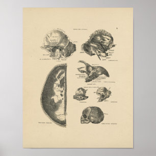 Vintage Human Skull Bones 1880 Print