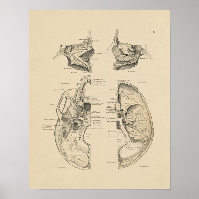 Vintage Human Skull Bones 1880 Print (Front)