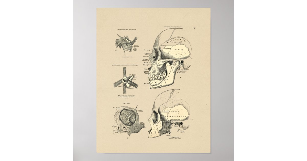 Vintage Human Skull Bones 1880 Print | Zazzle