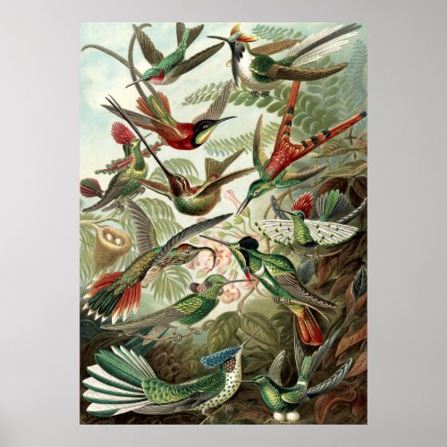Vintage Humming Birds Poster