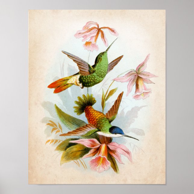Vintage Hummingbird Art no. 13 Poster (Front)