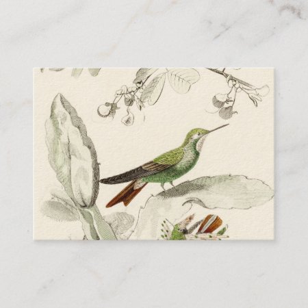 Vintage Hummingbird Illustration - 1800's Birds Business Card