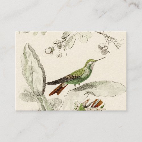 Vintage Hummingbird Illustration _ 1800s Birds Business Card