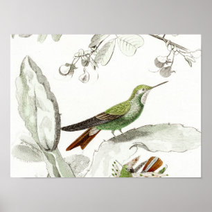 Vintage Hummingbird Illustration - 1800's Birds Poster